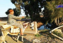بالصور 1000 فدان مهدد بالبوار في المنوفية والسبب الري