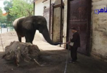 حديقة حيوان الجيزة تودع آخر أفيالها إثر موتها بجلطة قلبية