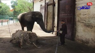 حديقة حيوان الجيزة تودع آخر أفيالها إثر موتها بجلطة قلبية