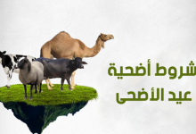 شروط أضحية عيد الأضحى وأحكامها وفضلها وعلى من تجب