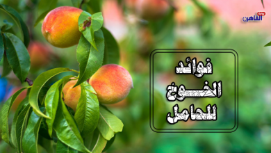 فوائد الخوخ للحامل-أضرار الخوخ للحامل-فوائد الدراق للحامل