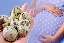 فوائد بيض السمان للحامل-أضرار فوائد بيض السمان للحامل