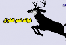 فوائد لحم الغزال-فوائد لحم الغزال للرجال-فوائد لحم الغزال للنساء-أضرار لحم الغزال