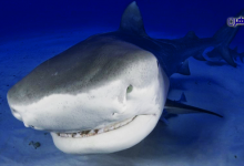 أنواع أسماك القرش-سمك القرش-أسماك قرش