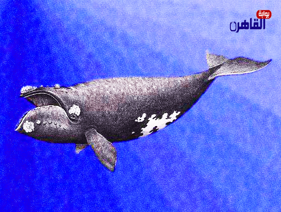 الحوت الصائب الجنوبي
