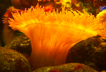 النباتات البحرية-نباتات البحر-نبات البحر-عالم البحار-الشعب المرجانية