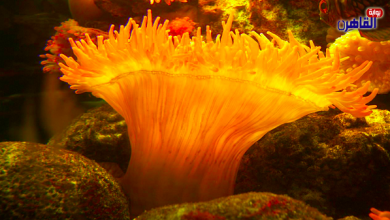 النباتات البحرية-نباتات البحر-نبات البحر-عالم البحار-الشعب المرجانية