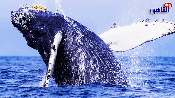 حياة الحيتان في المحيطات-الحوت-حوت-الحيتان