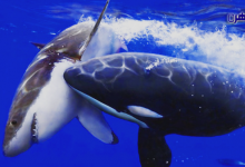 ما هي أنواع الحيتان بالصور-عالم البحار-الحوت