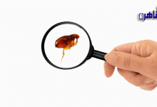 كيفية التخلص من البراغيث في المنزل-علاج براغيث القطط-أفضل مبيد لقتل البراغيث-أضرار البرغوث على الإنسان-أسباب وجود البراغيث في المنزل-حشرة البرغوث