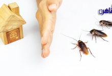 كيفية التخلص من الصراصير في البيت-ظهور الصراصير في البيت-أضرار الصراصير-كيف اتخلص من الصراصير-طريقة منع الصراصير من المنزل