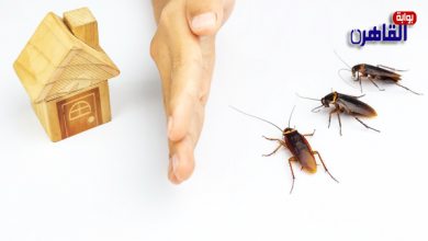 كيفية التخلص من الصراصير في البيت-ظهور الصراصير في البيت-أضرار الصراصير-كيف اتخلص من الصراصير-طريقة منع الصراصير من المنزل