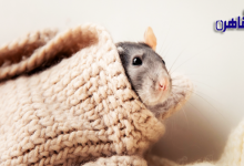 كيفية التخلص من الفئران في المنزل طبيعيا-أضرار الفئران في المنزل-سبب وجود الفئران في البيت-كيفية التخلص من الجرذان في المنزل