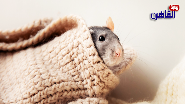 كيفية التخلص من الفئران في المنزل طبيعيا-أضرار الفئران في المنزل-سبب وجود الفئران في البيت-كيفية التخلص من الجرذان في المنزل