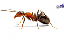 كيفية التخلص من النمل في المنزل-تجربتي في القضاء على النمل-خطورة وجود النمل في البيت-أسباب ظهور النمل في المنزل-منع ظهور النمل في البيت