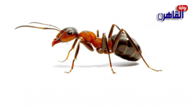 كيفية التخلص من النمل في المنزل-تجربتي في القضاء على النمل-خطورة وجود النمل في البيت-أسباب ظهور النمل في المنزل-منع ظهور النمل في البيت