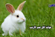 فوائد أكل لحم الأرنب-أضرار لحم الأرنب-لحم الأرانب-الأرانب