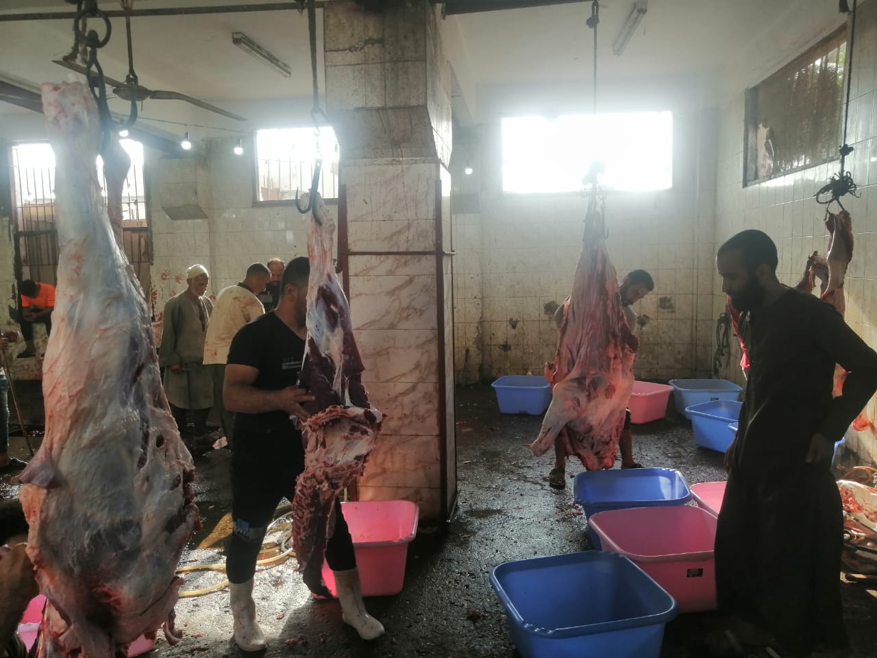 تضامن المنوفية ذبح 22 رأس ماشية لتوزيعها على المستحقين بمنوف